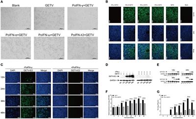 The host transcriptome change involved in the inhibitory effect of exogenous interferon-γ on Getah virus replication